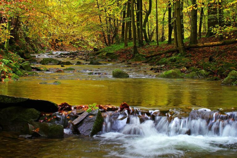 Bukowiec i smolnik czeka na turystów